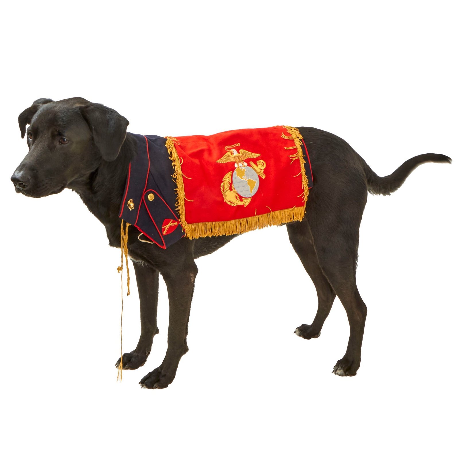 Buy Original U.S. 1950s First Marine Corps Mascot “Chesty I” - Lance Corporal Dress Blues Uniform - USMC Commandant General Randolph M. Pate’s Command (1956-1959) | Original Firearms Antique For Sale