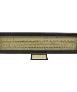 Buy Original U.S. WWII 6888th Central Postal Directory Battalion "Six Triple Eight" African American Women’s Army Corps Enlisted Yard Long Photograph - 42” x 10 ½” | Original Firearms Antique For Sale