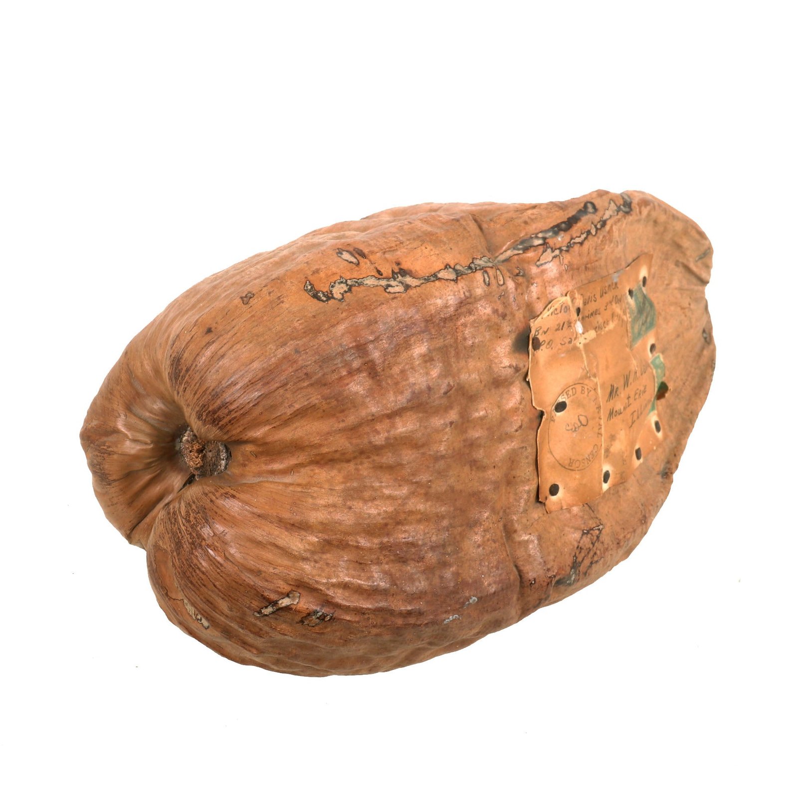Buy Original U.S. WWII USMC 3rd Marine Division Souvenir Coconut Sent Home with Mailing Label | Original Firearms Antique For Sale